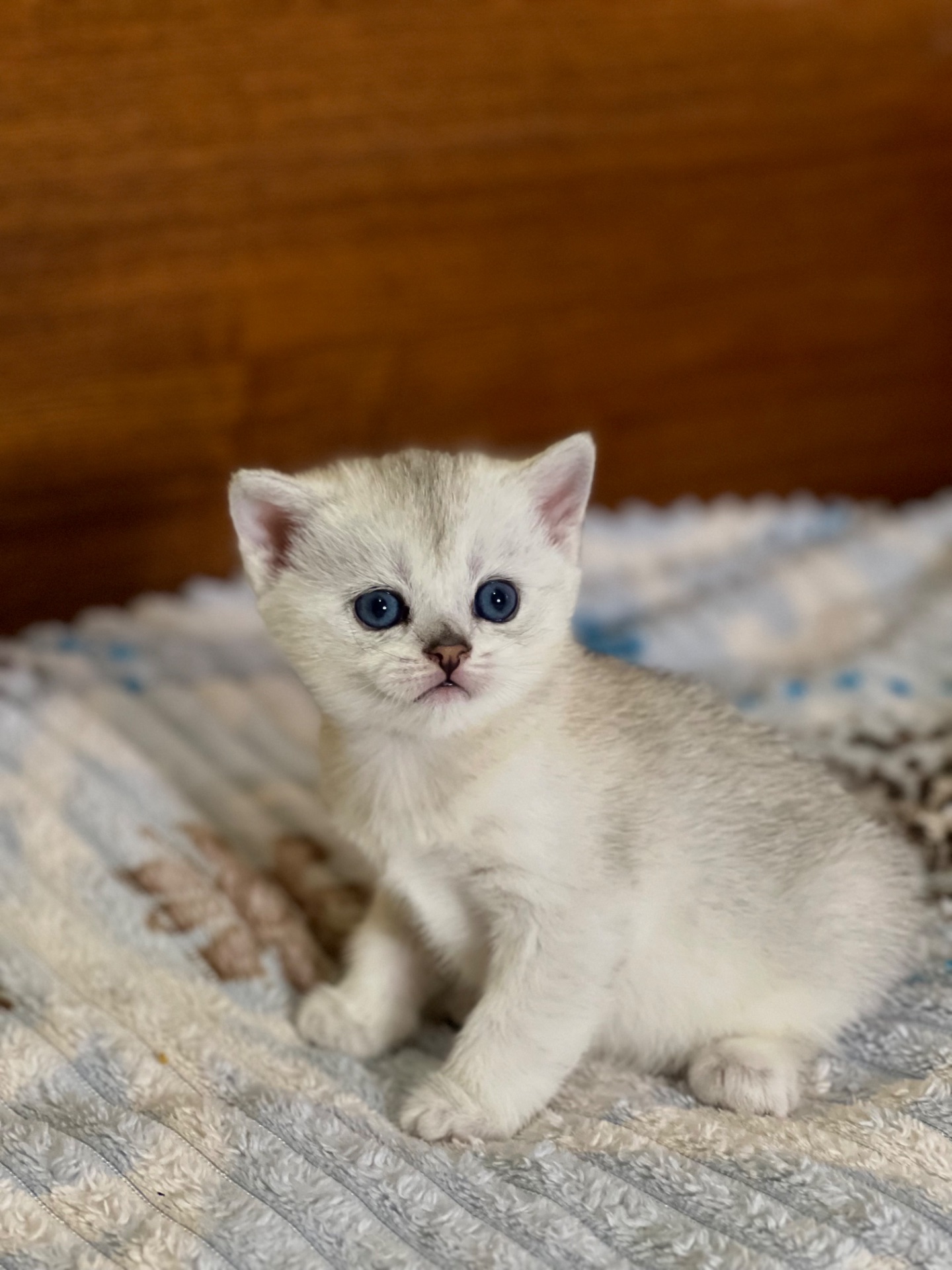 Шотландські прямовухі хлопчики