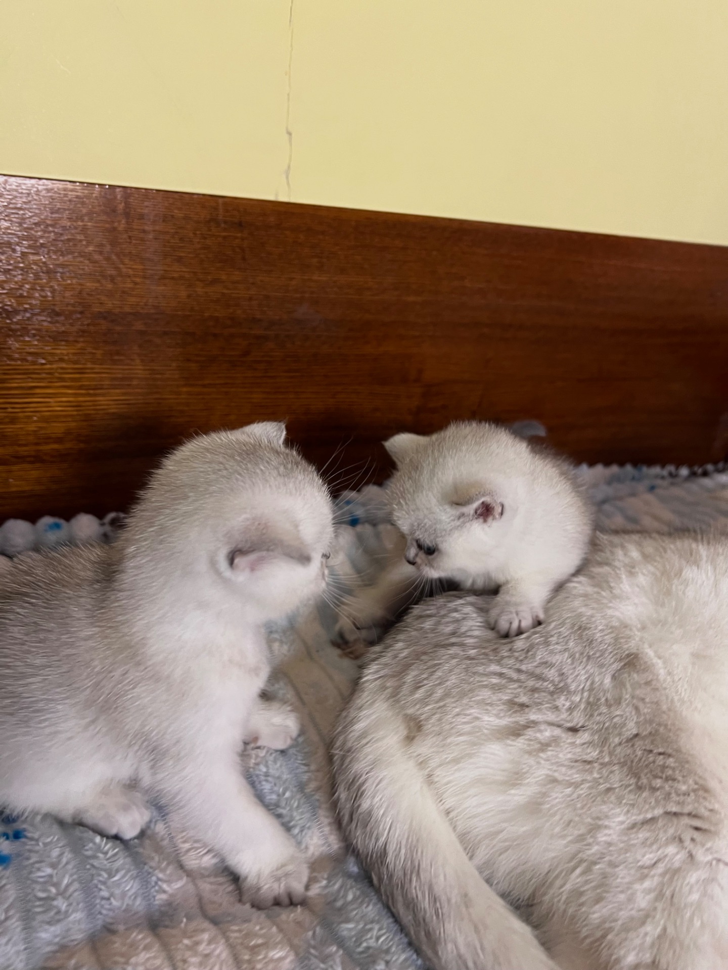 Шотландські прямовухі хлопчики