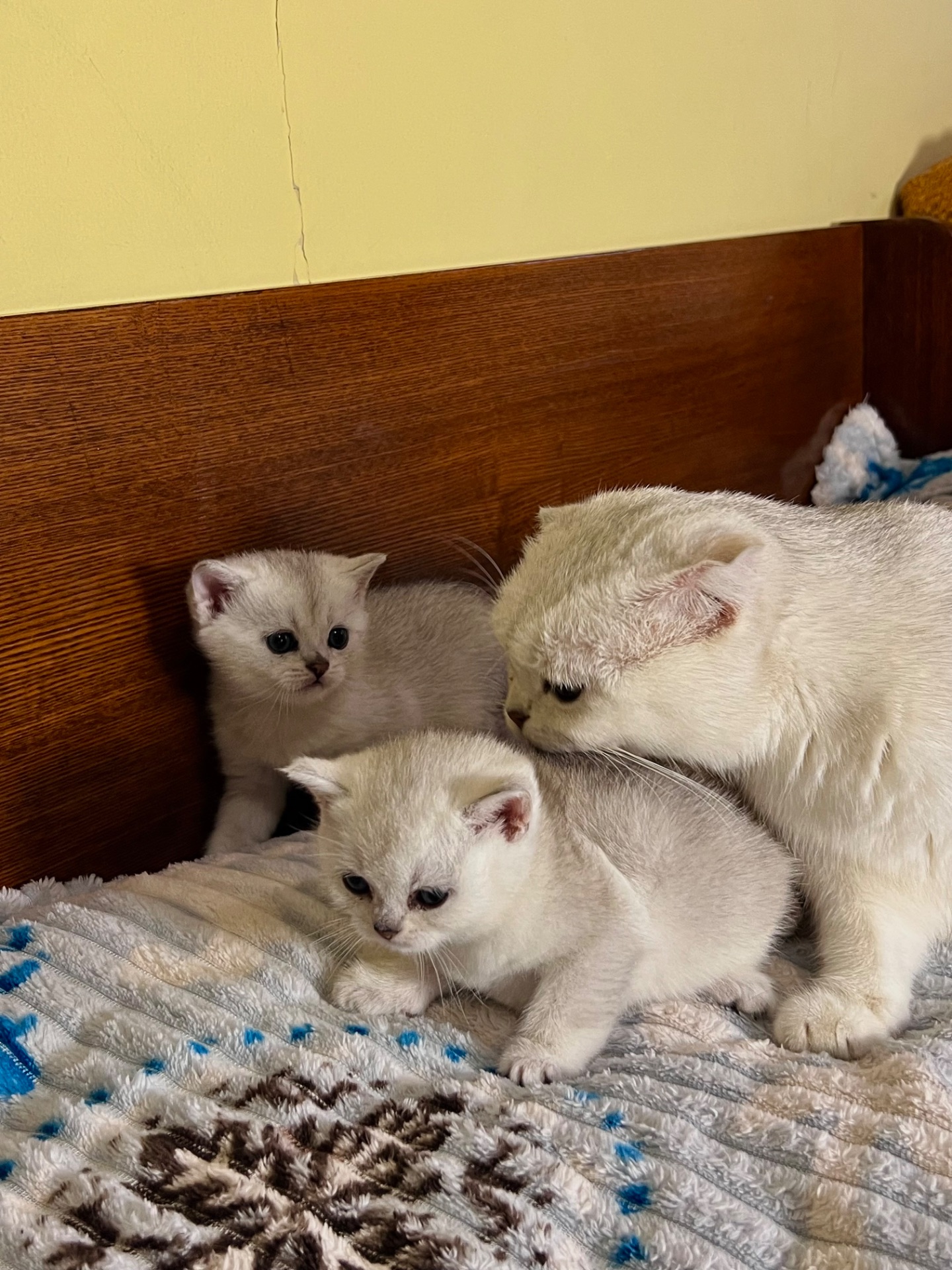 Шотландські прямовухі хлопчики