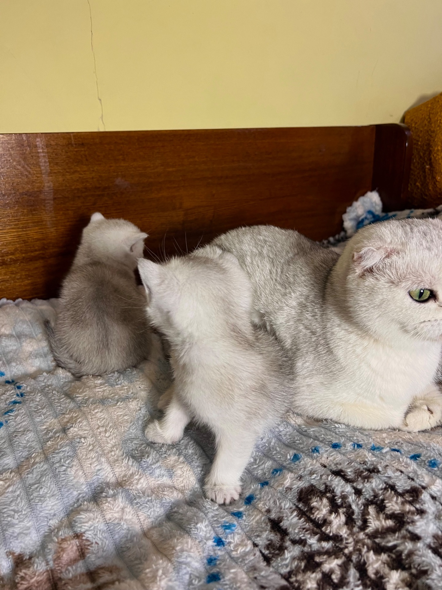 Шотландські прямовухі хлопчики