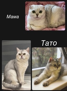 Шотландські прямовухі хлопчики