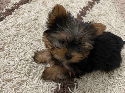 Цуценя йорка