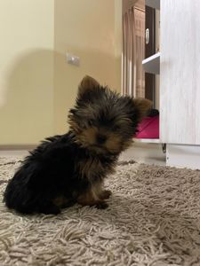 Цуценя йорка