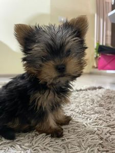 Цуценя йорка