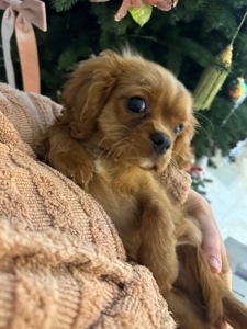 Кавалер Кінг Чарльз спанієль