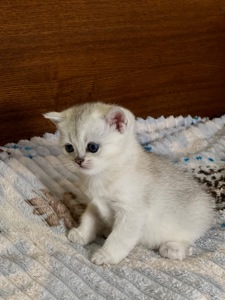 Шотландські прямовухі хлопчики