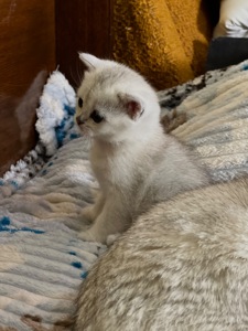 Шотландські прямовухі хлопчики