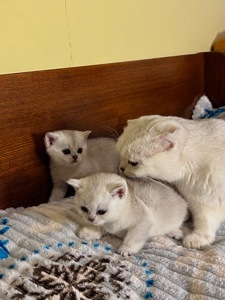 Шотландські прямовухі хлопчики