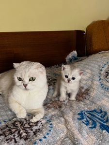 Шотландські прямовухі хлопчики