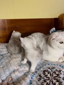 Шотландські прямовухі хлопчики