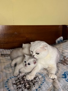 Шотландські прямовухі хлопчики