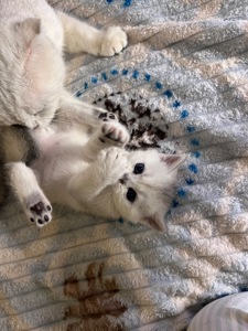 Шотландські прямовухі хлопчики