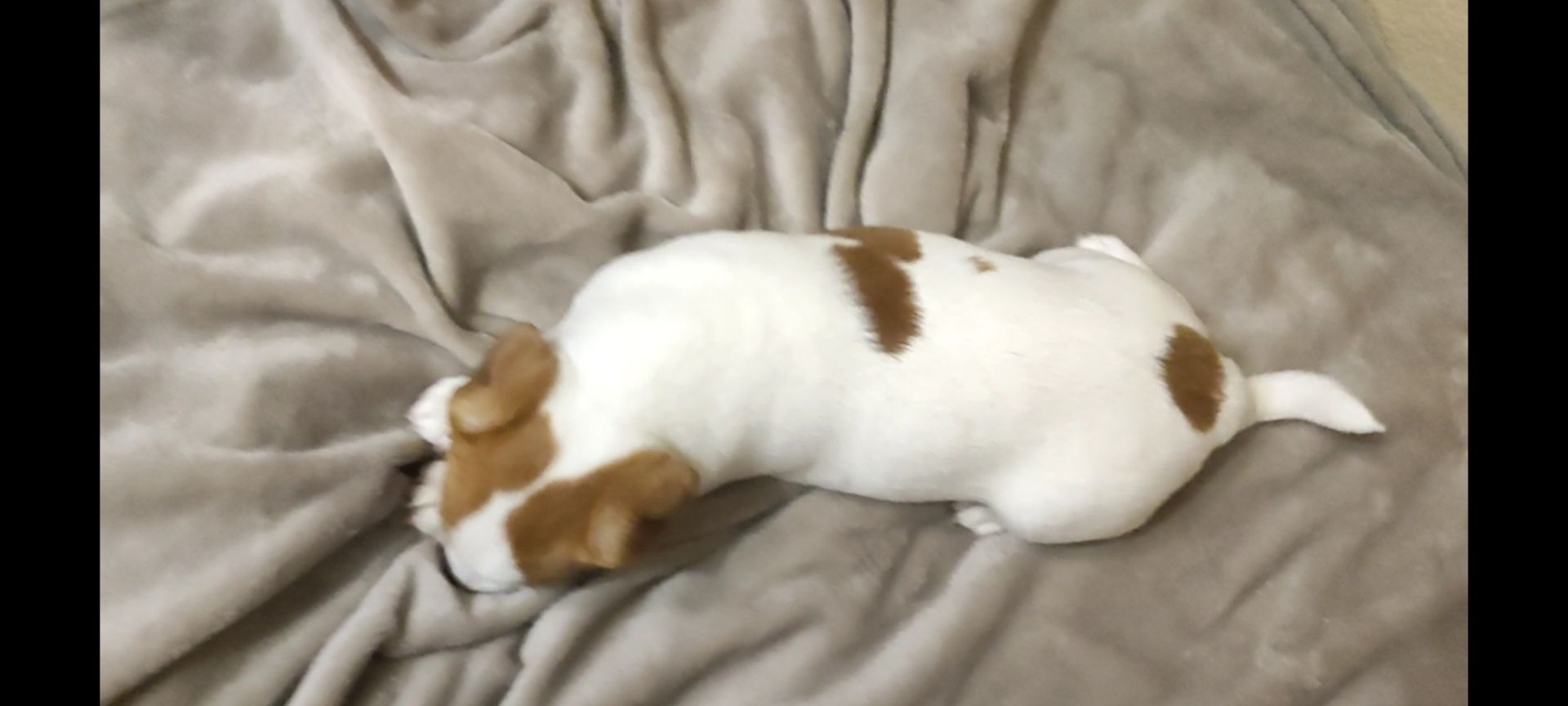 Клубний хлопчик Джек Рассел тер'єр 2 міс документи родословна