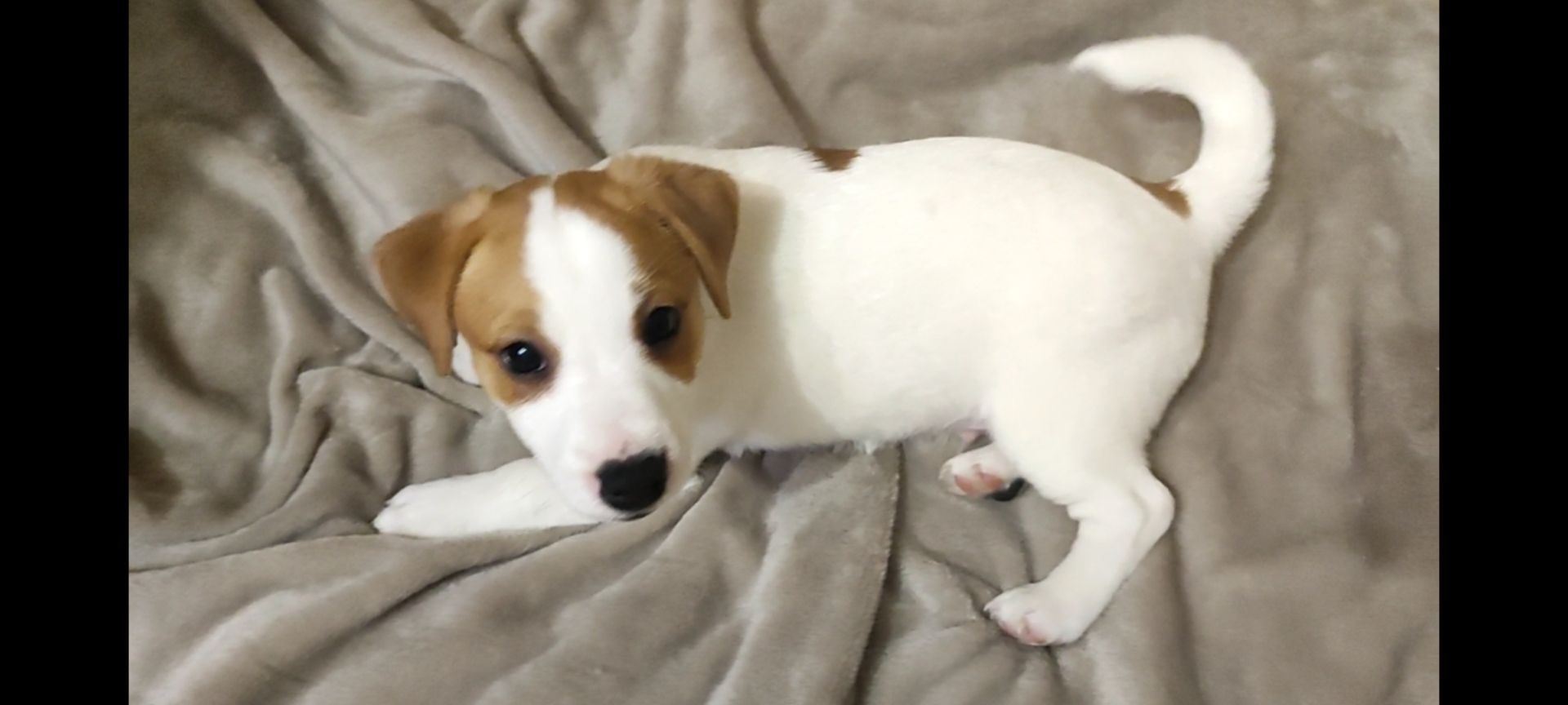 Клубний хлопчик Джек Рассел тер'єр 2 міс документи родословна