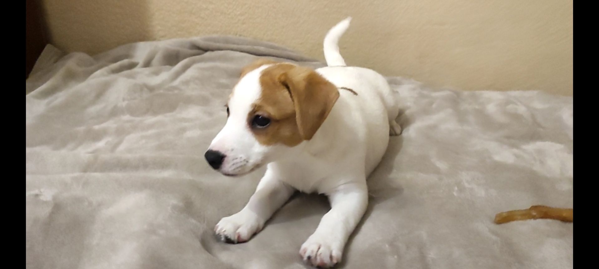 Клубний хлопчик Джек Рассел тер'єр 2 міс документи родословна