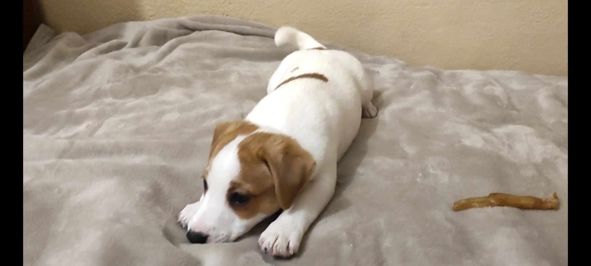 Клубний хлопчик Джек Рассел тер'єр 2 міс документи родословна