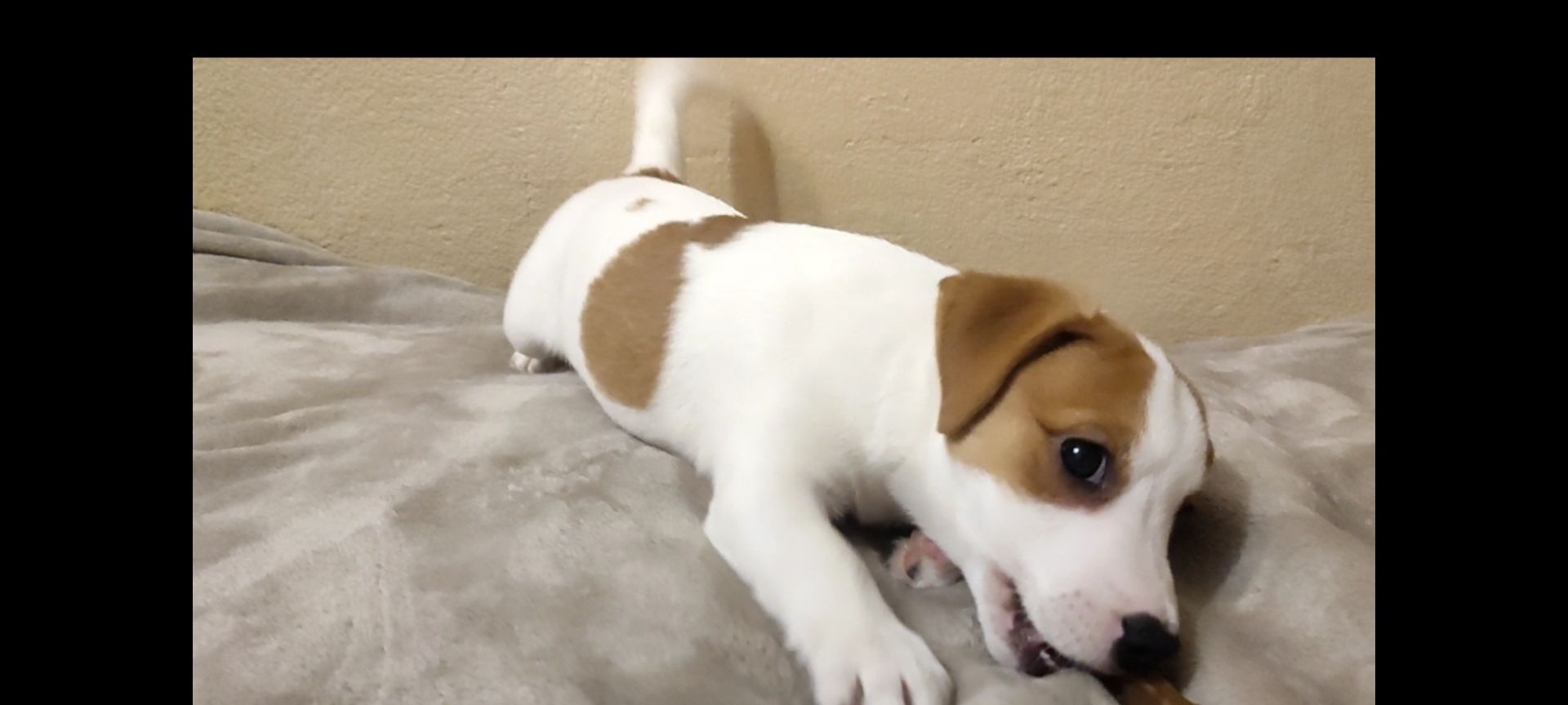 Клубний хлопчик Джек Рассел тер'єр 2 міс документи родословна