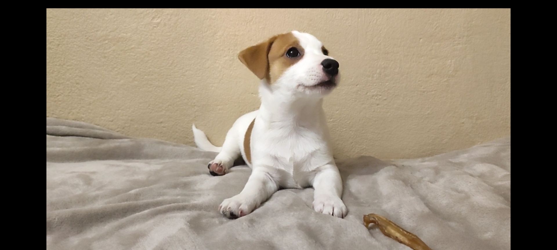 Клубний хлопчик Джек Рассел тер'єр 2 міс документи родословна