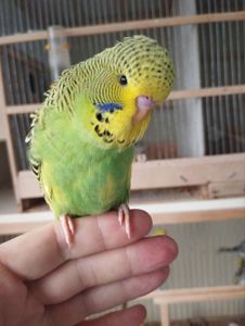 Виставковий хвилястий чех