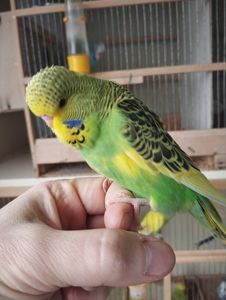 Виставковий хвилястий чех