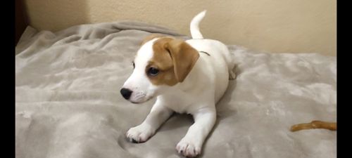 Клубний хлопчик Джек Рассел тер'єр 2 міс документи родословна