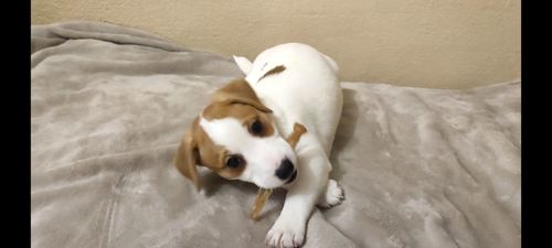 Клубний хлопчик Джек Рассел тер'єр 2 міс документи родословна