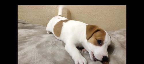 Клубний хлопчик Джек Рассел тер'єр 2 міс документи родословна