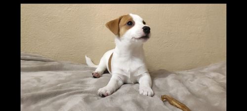 Клубний хлопчик Джек Рассел тер'єр 2 міс документи родословна