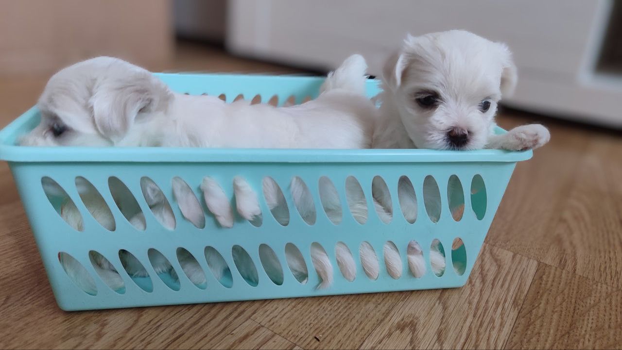 Мальтійська болонка цуценята