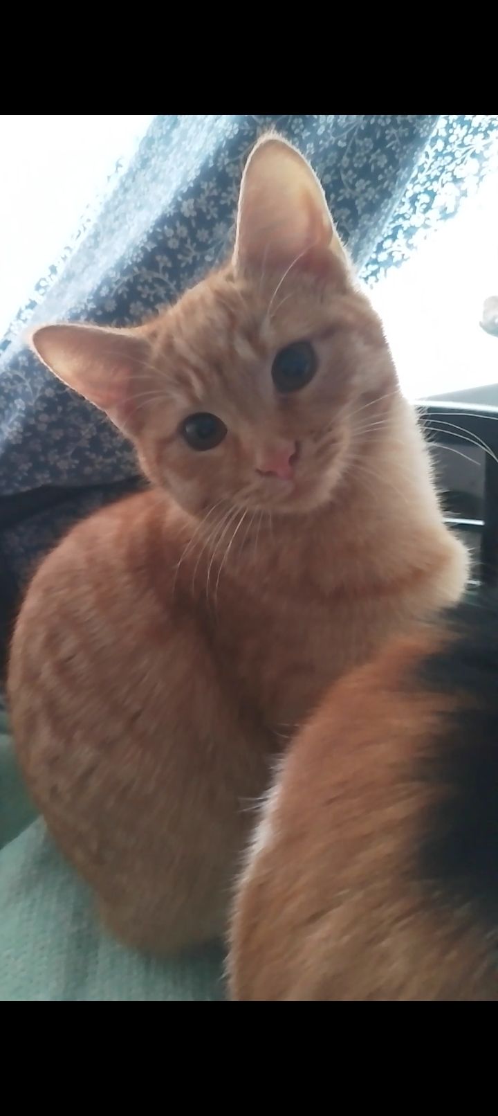 Котята от крупного кота-папы и любящей кошки-мамы