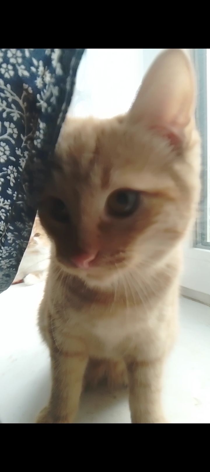 Котята от крупного кота-папы и любящей кошки-мамы