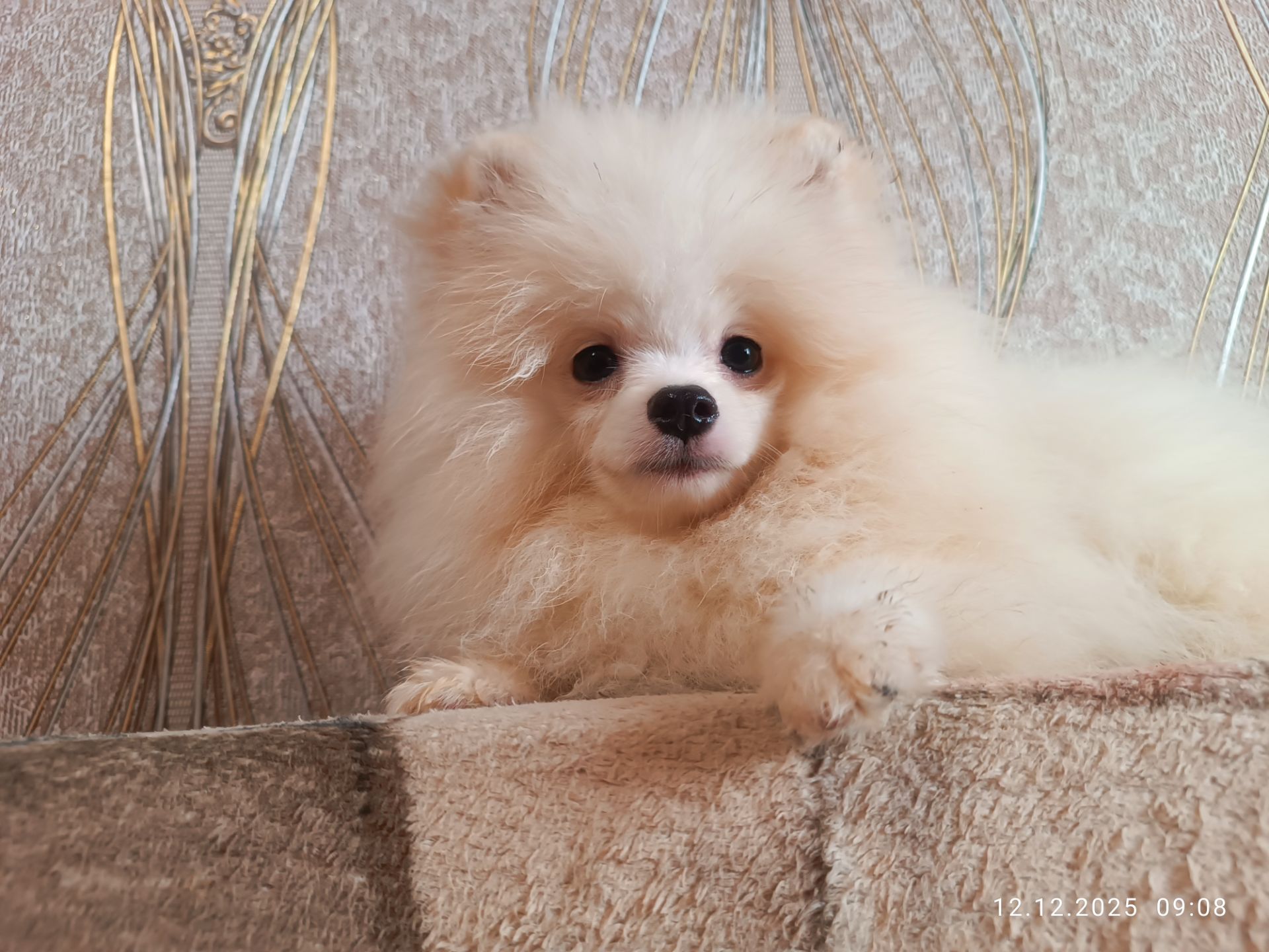 Цуценята померанського шпіца