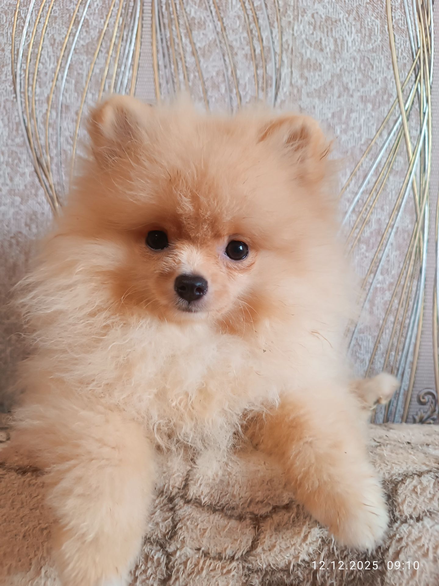 Цуценята померанського шпіца