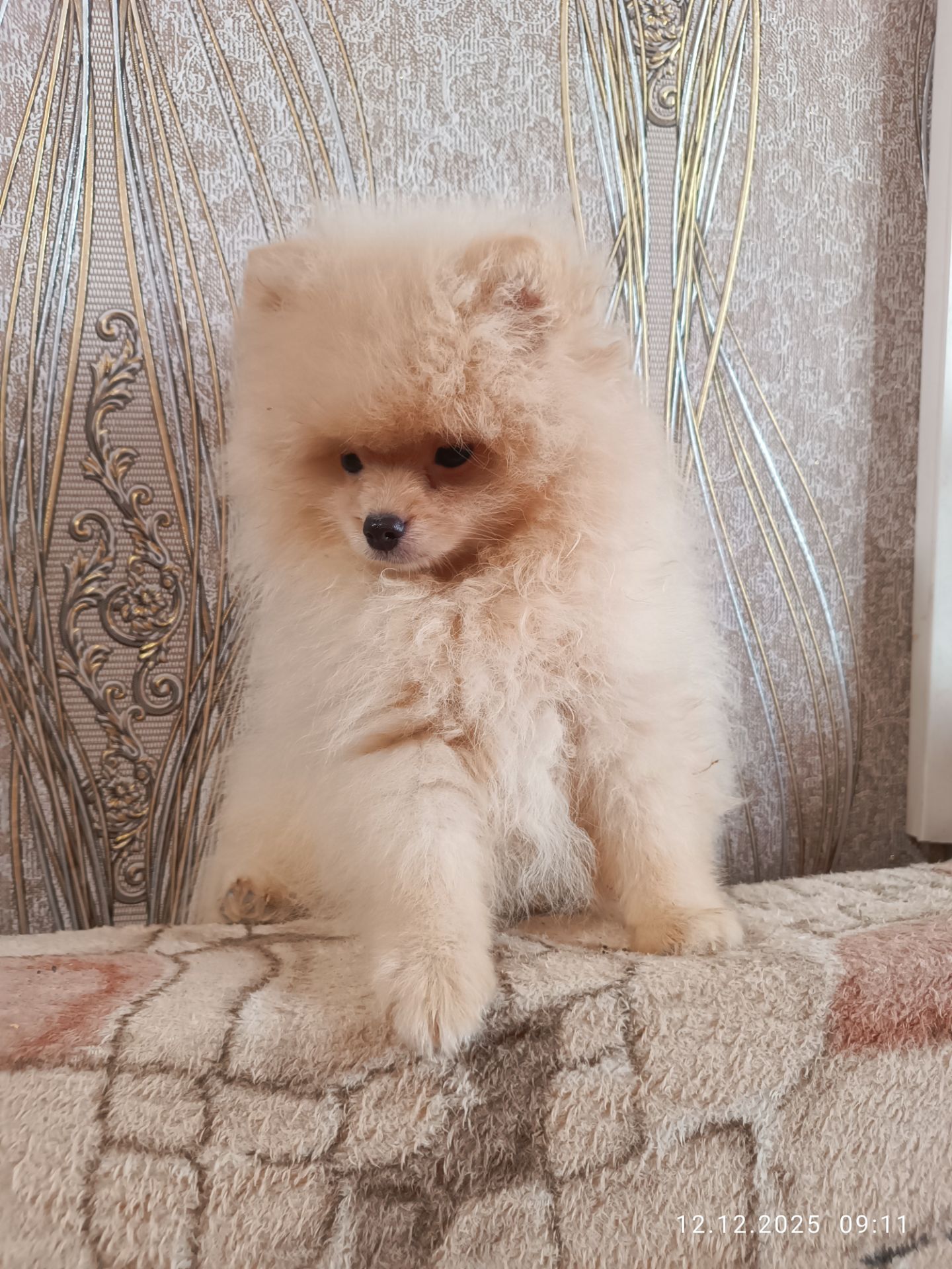 Цуценята померанського шпіца