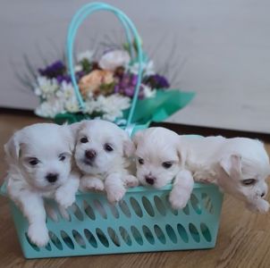 Мальтійська болонка цуценята