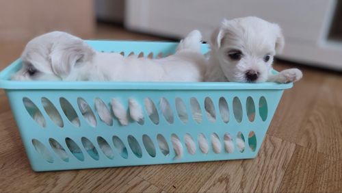 Мальтійська болонка цуценята