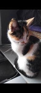 Котята от крупного кота-папы и любящей кошки-мамы