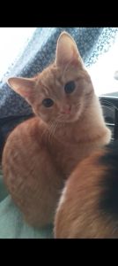 Котята от крупного кота-папы и любящей кошки-мамы