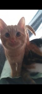 Котята от крупного кота-папы и любящей кошки-мамы