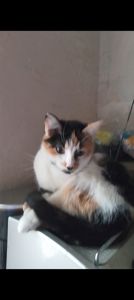 Котята от крупного кота-папы и любящей кошки-мамы