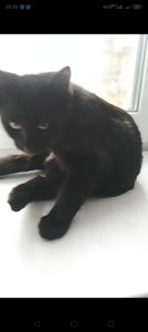 Котята от крупного кота-папы и любящей кошки-мамы