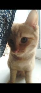 Котята от крупного кота-папы и любящей кошки-мамы