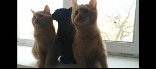 Котята от крупного кота-папы и любящей кошки-мамы