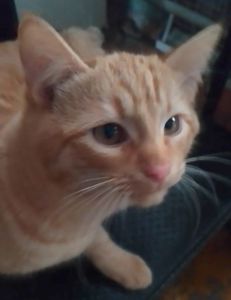 Котята от крупного кота-папы и любящей кошки-мамы