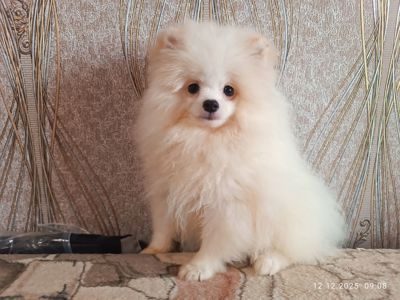 Цуценята померанського шпіца