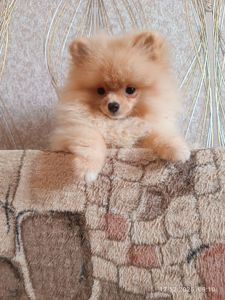 Цуценята померанського шпіца