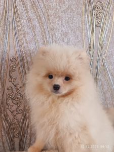 Цуценята померанського шпіца