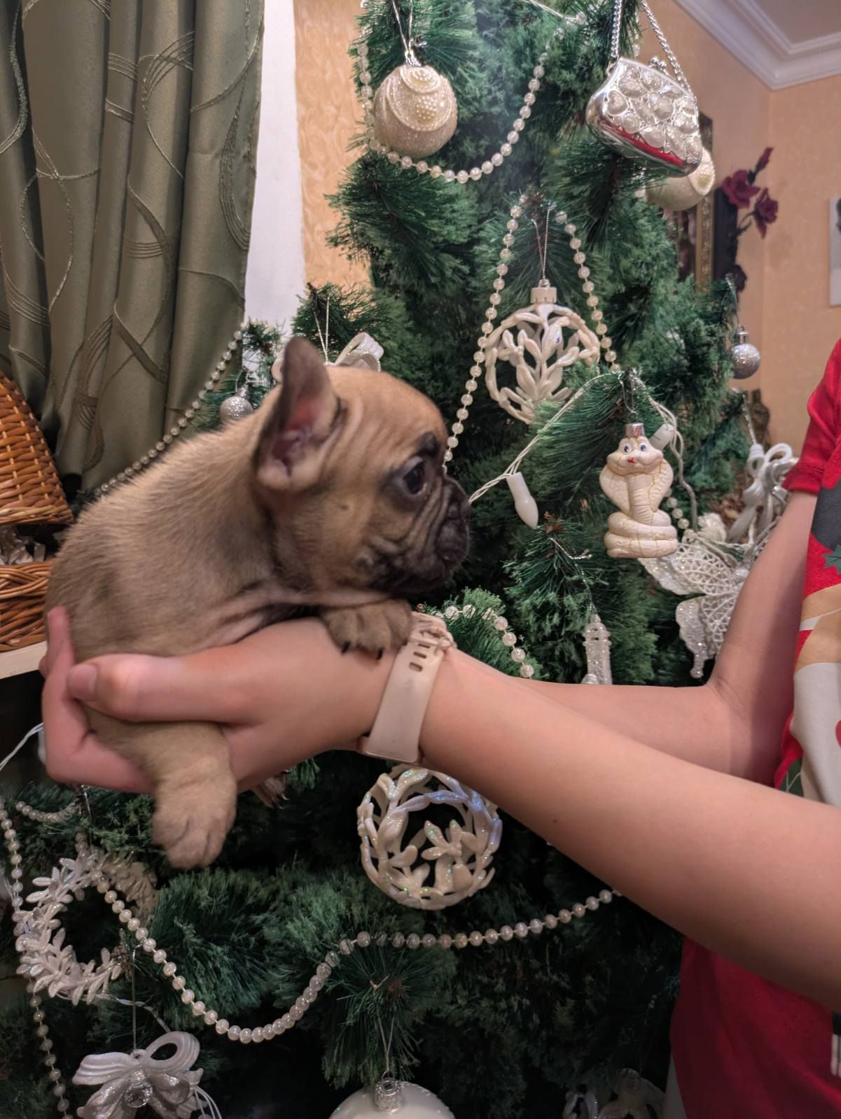 Шикарні цуценята Французів