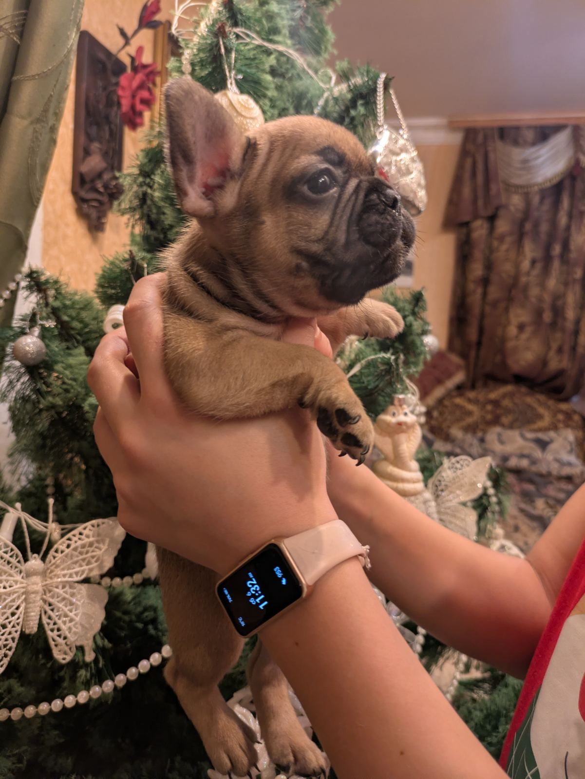 Шикарні цуценята Французів