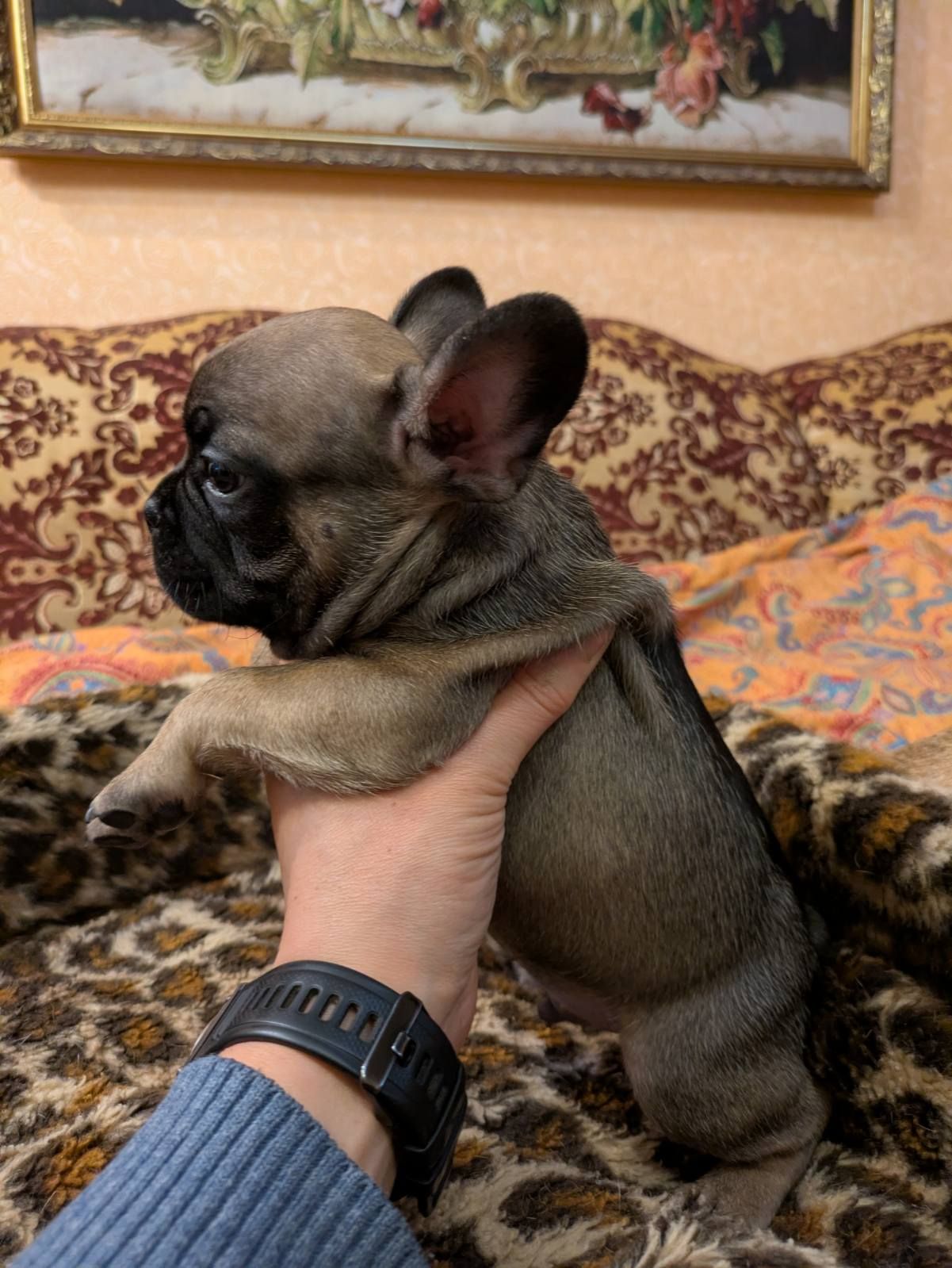 Шикарні цуценята Французів